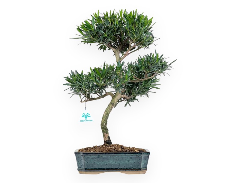 Podocarpus Macrophylla - Podocarp - 47 cm