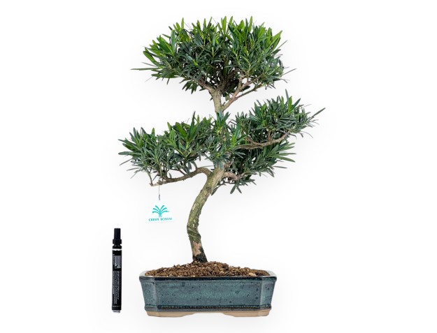 Podocarpus Macrophylla - Podocarpe - 47 cm 2