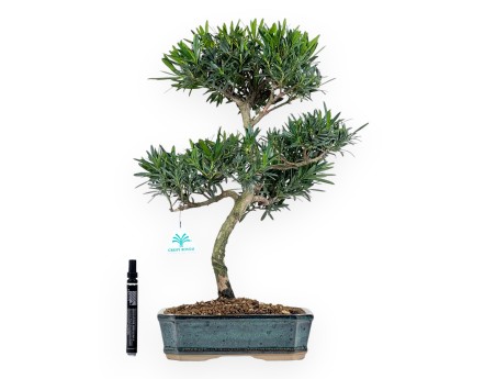 Podocarpus Macrophylla - Podokarp - 47 cm