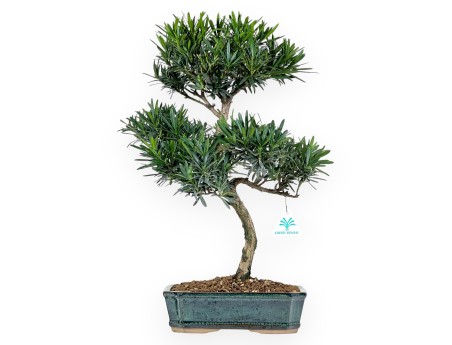Podocarpus Macrophylla - Podocarp - 47 cm