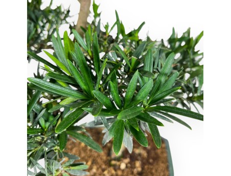 Podocarpus Macrophylla - Podocarpo - 47 cm