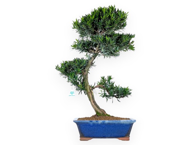 Podocarpus bonsai 73 cm | Maceta rectangular azul