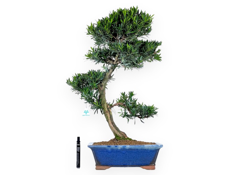Podocarpus bonsai 73 cm | Maceta rectangular azul