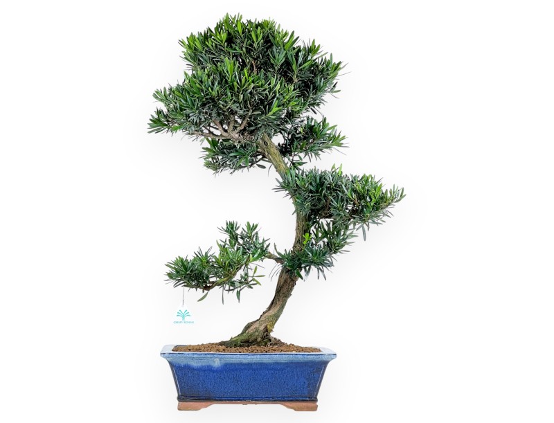 Bonsai di podocarpo da 73 cm | Vaso rettangolare blu