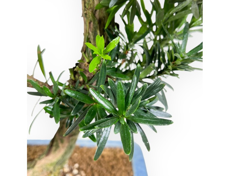 Podocarpus bonsai 73 cm | Rechthoekige blauwe pot
