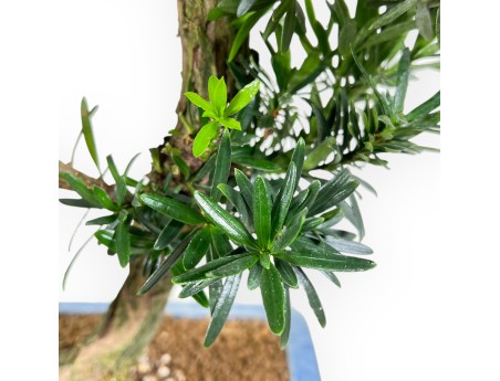 Podocarpus bonsai 73 cm | Pot rectangulaire bleu