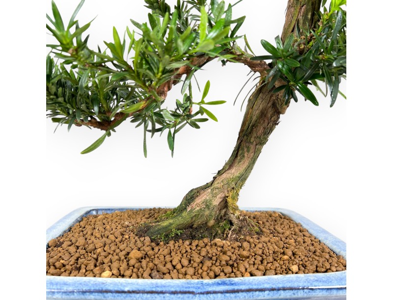 Podocarpus bonsai 73 cm | Pot rectangulaire bleu