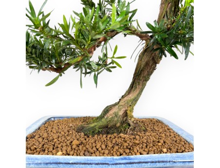 Bonsai di podocarpo da 73 cm | Vaso rettangolare blu