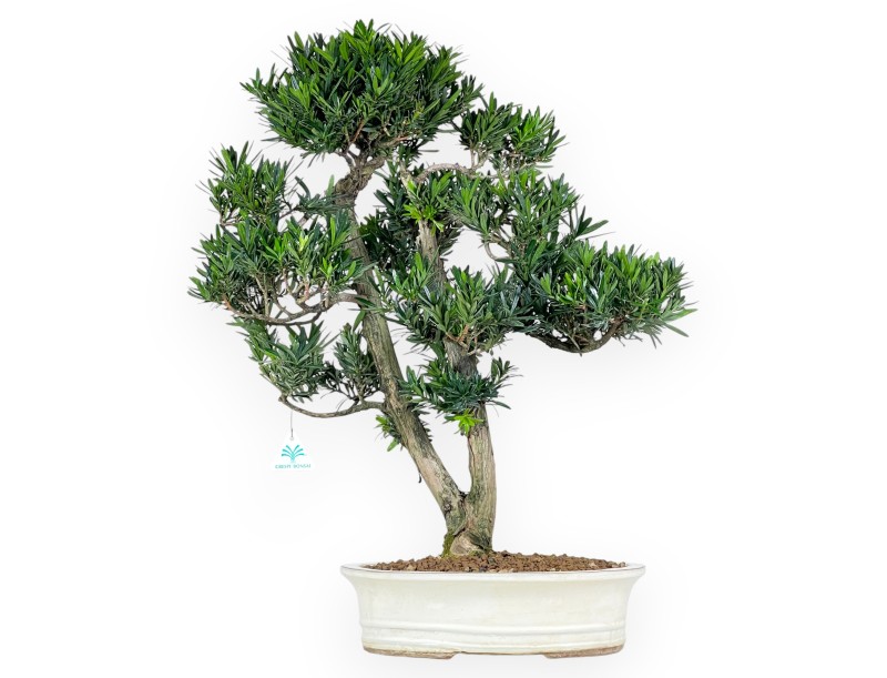 Bonsai di podocarpo da 68 cm | Vaso ovale beige