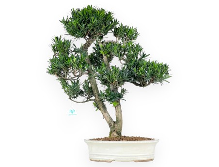 Podocarpus  bonsaï de 68 cm | Pot ovale beige