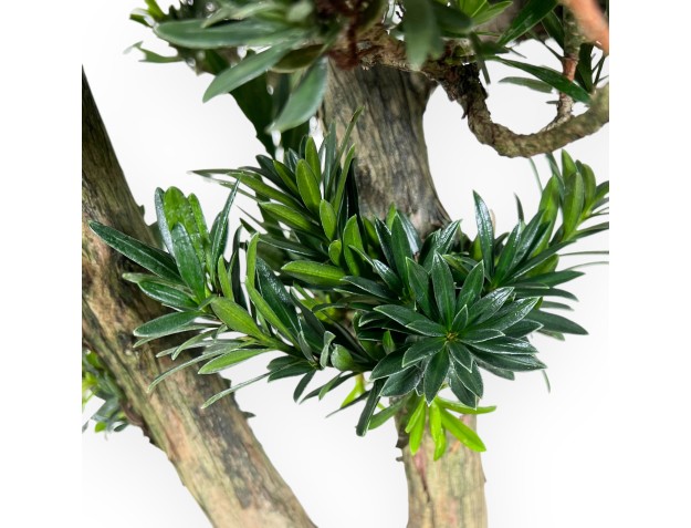 Podocarpus Bonsai von 68 cm | Beige ovaler Topf 2