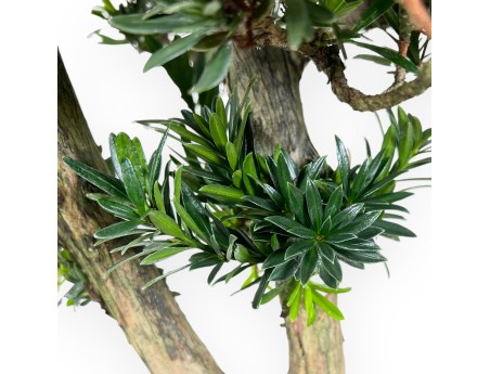 Podocarpus Bonsai von 68 cm | Beige ovaler Topf