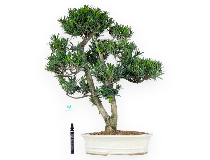 Podocarpus bonsai 68 cm | Beige oval pot