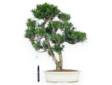 Podocarpus bonsái de 68 cm | Maceta oval beige