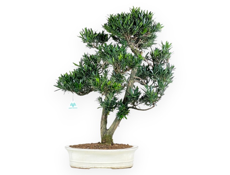 Bonsai di podocarpo da 68 cm | Vaso ovale beige