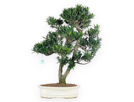 Podocarpus bonsai 68 cm | Beige oval pot