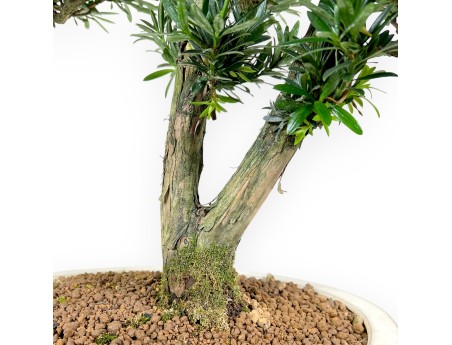Podocarpus  bonsaï de 68 cm | Pot ovale beige
