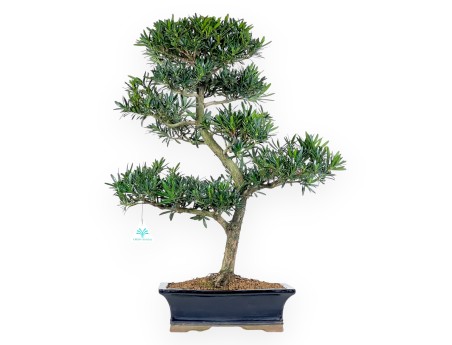 Podocarpus bonsái de 67 cm | Maceta rectangular azul