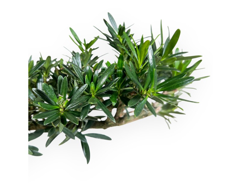 Podocarpus  bonsaï de 67 cm | Pot rectangulaire bleu