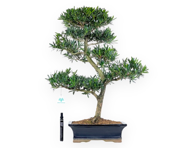 Podocarpus bonsái de 67 cm | Maceta rectangular azul