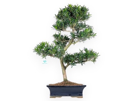 Bonsai di podocarpo da 67 cm | Vaso rettangolare blu