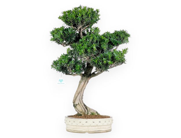 Podocarpus Bonsai von 70 cm | Beige rund Topf