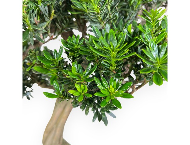 Bonsai di podocarpo da 70 cm | Vaso tondo beige 2