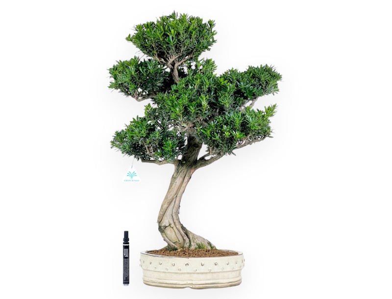 Bonsai di podocarpo da 70 cm | Vaso tondo beige