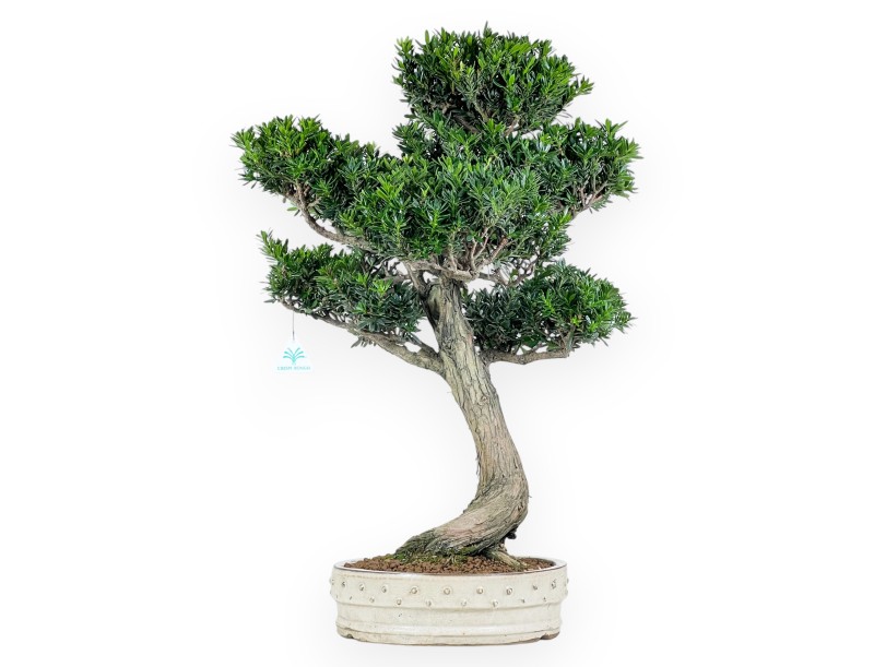 Podocarpus bonsái de 70 cm | Maceta redondo beige