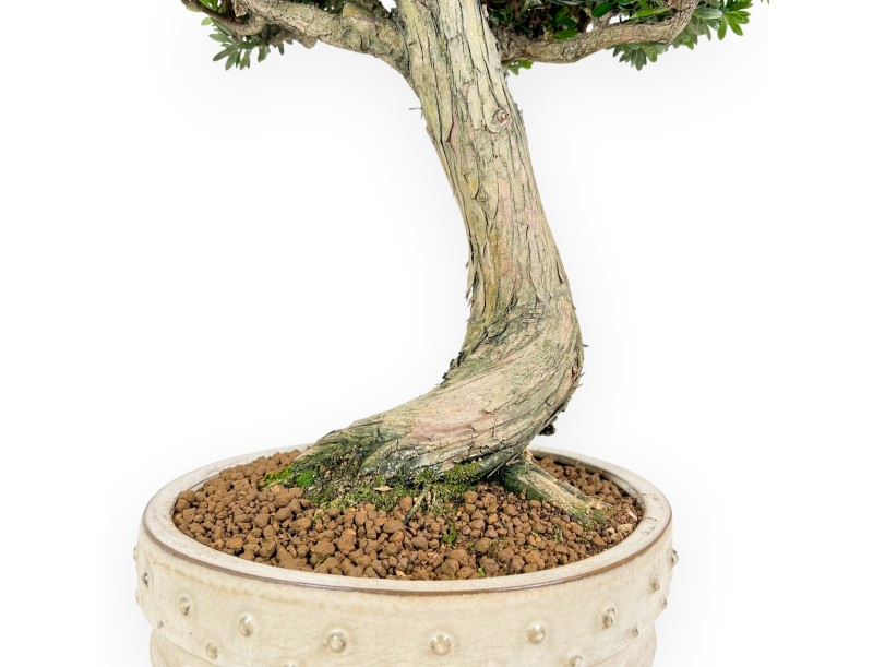Bonsai di podocarpo da 70 cm | Vaso tondo beige