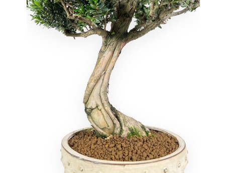 Bonsai di podocarpo da 70 cm | Vaso tondo beige