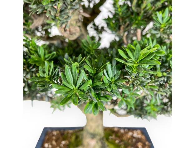Podocarpus bonsai 71 cm | Rectangular blue pot 2