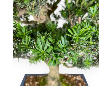 Podocarpus bonsái de 71 cm | Maceta rectangular azul