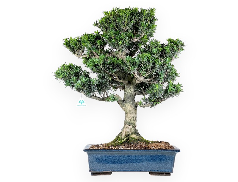 Podocarpus  bonsaï de 71 cm | Pot rectangulaire bleu