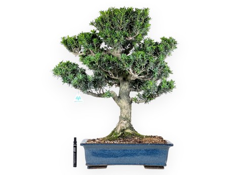 Bonsai di podocarpo da 71 cm | Vaso rettangolare blu