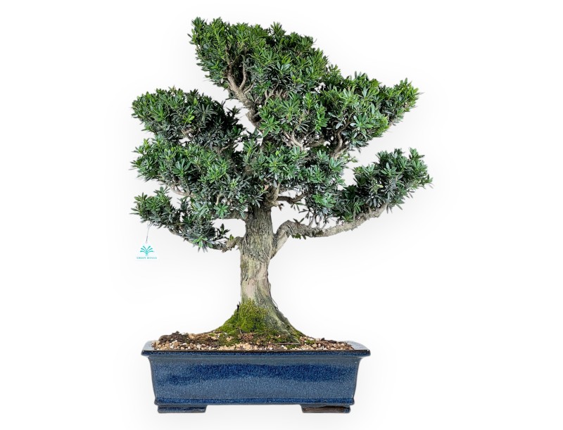 Bonsai di podocarpo da 71 cm | Vaso rettangolare blu