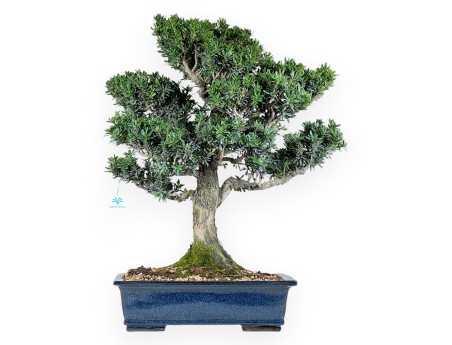 Podocarpus bonsai 71 cm | Rectangular blue pot