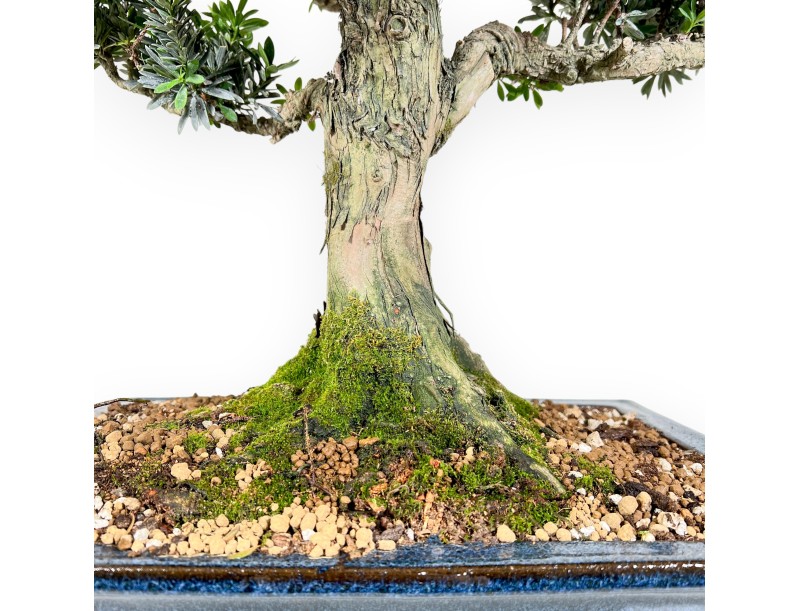 Podocarpus bonsai 71 cm | Rectangular blue pot