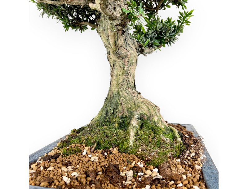 Podocarpus Bonsai von 71 cm | Rechteckigen blau Topf