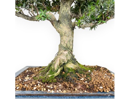 Podocarpus Bonsai von 71 cm | Rechteckigen blau Topf