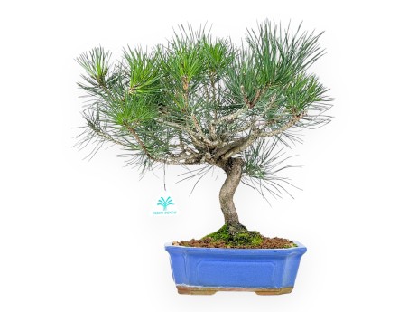 Pinus thunbergii bonsai 41 cm | Rectangular stoneware pot