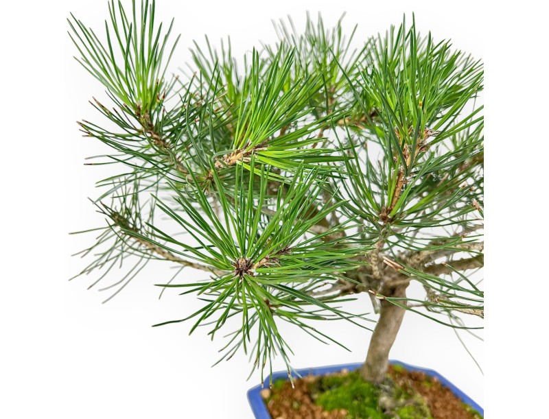 Pinus thunbergii bonsai 41 cm | Pot rectangulaire bleu