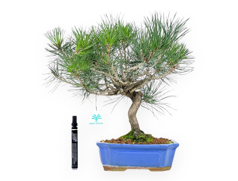 Pinus thunbergii bonsai 41 cm | Pot rectangulaire bleu