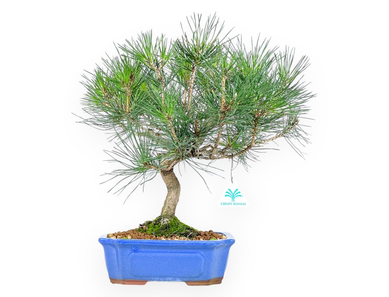 Pinus thunbergii bonsai 41 cm | Pot rectangulaire bleu