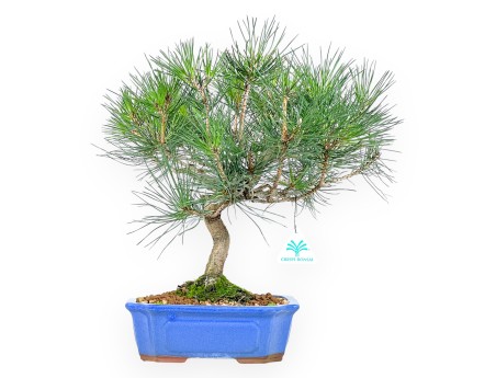 Pinus thunbergii bonsai 41 cm | Pot rectangulaire bleu