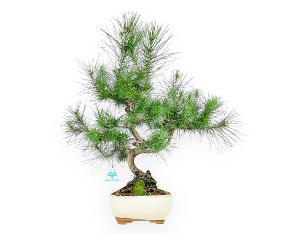 Bonsai di Pinus halepensis da 56 cm | Vaso ovale beige