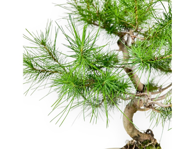 Bonsaï de pinus halepensis de 56 cm | Pot ovale beige