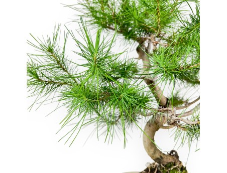 Pinus halepensis bonsai van 56 cm | Ovaal beige Topf