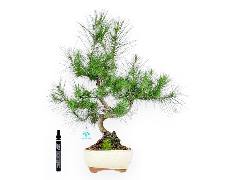 Pinus halepensis bonsái de 56 cm | Maceta oval beige