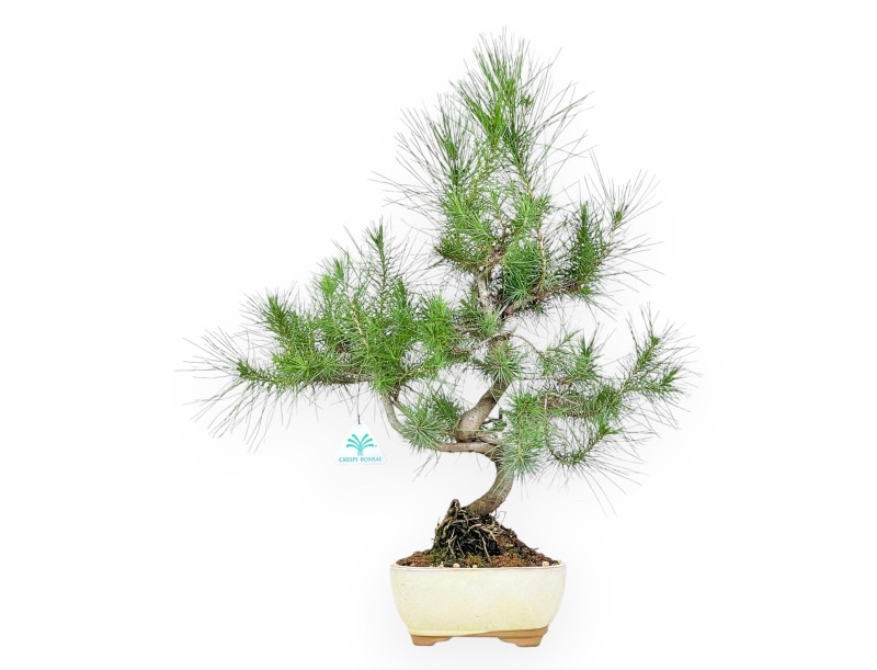 Pinus halepensis Bonsai von 56 cm | Oval beige Topf